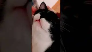 Домашний монстр кайфует