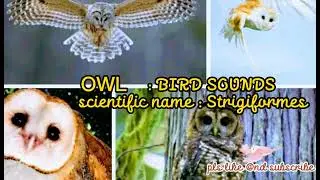 OWL SOUNDS AND SCIENTIFIC CLASSIFICATION 