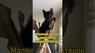 Маленький чертёнок превратился в грациозную пантеру 🐈‍⬛ #котики #кошка #питомцы #cat #котенок