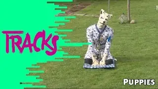 Human Puppies : fétichisme animal  - Tracks ARTE