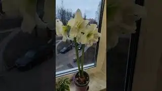Гиппеаструм  зацвел 