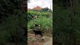 Vegtable Garden in June