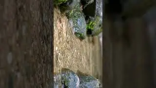 The murmur of a brook, the trills of birds, spring