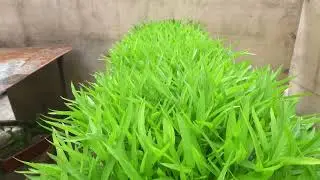Cara Menamam Kangkung Di raise Bed Belakang Rumah, Bisa Panen Tiap Hari Tanpa Membeli Dari Pasar