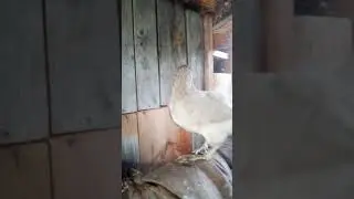 Амераукана лаванда