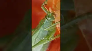 Mysterious Night Sounds: Katydids' Love Songs Revealed | The Animal Explorer #shorts