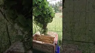 ПЧЁЛЫ