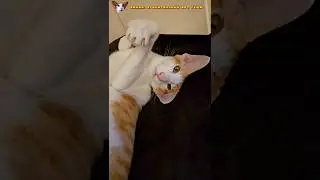 Руфи- лисёнок фенек🦊 #shorts #cat #comedy #funny