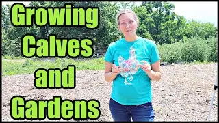 Growing Calves and Gardens