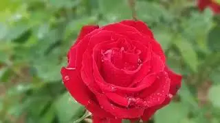 Hazara University's Spring