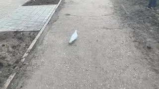Белый голубь
