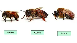 drone-bee ASL