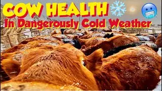 How we Maintain our Cattle Ranch & Cows during DANGEROUSLY COLD Winter Weather🤠🐮🥶😱