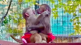 Новый вольер так понравился Люсе, Степе и Мане что они стали резвиться как дети.