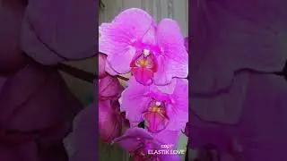 подписка и лайк / сорт ELASTIC LOVE 