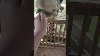 Feeding Giraffes with Safari Sam #animals