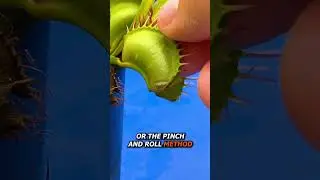 Feeding a Venus Flytrap Jellybeans 