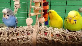 budgie sounds