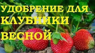 Удобрение для клубники весной