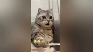 Funny Cat Compilation | cat video | funny Cat