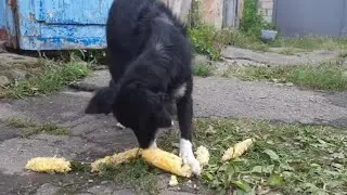 Прикол, собака выгрызает кукурузу
