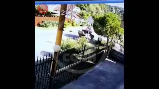 В Сочи корова забодала женщину защищая телят
