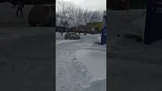 джип обидел Чебурашку 😊