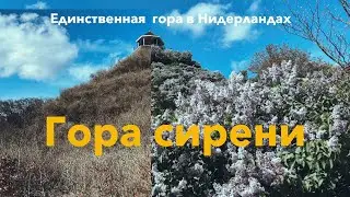 Сирень, утки и бестолковый музей: путь до Ворсхотена | Пешком через все Нидерланды: день 6