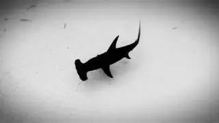 Blissful Shark Diving with Great Hammerheads