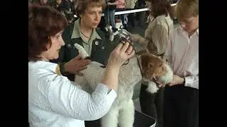 16 04 2005   Собачья монопородная выставка