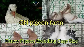 Fancy Pigeon breeding Cage Size || GN pigeon farm || #pigeon #fancypigeonlover #fancybird #birds