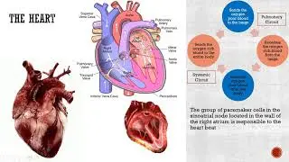 Human Circulatory System
