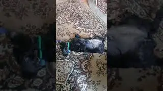 Собака и самоизоляция)