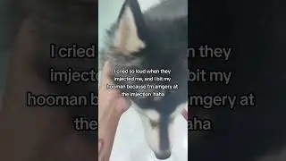 #husky