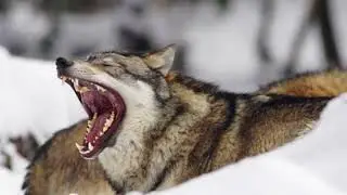 Wolf Growl/Snarl Sound Effect