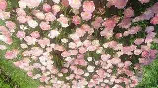 Парк Эмирган. Стамбул. Турция. Emirgan Park. Istanbul. Turkey. Emirgan Parkı. İstanbul. Türkiye