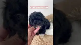 Tiny AKC Toy Poodle puppy “Toffee” for sale. Black abstract male will be 3 1/2 - 4 1/2 pounds grown