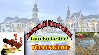 #türkenırközellikleri Kim bu kel tavuklar Türken ırk standartları verimi dayanıklılığı bahsettik