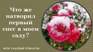 Обзор сада. Первый снег в саду.