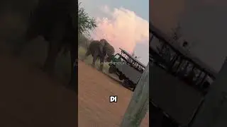 Kekuatan Luar Biasa Dari Gajah Sang Raksasa Rimba