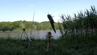 Što je previše, previše je... Virovitički ribnjaci 🎣 #fishing #ribolov