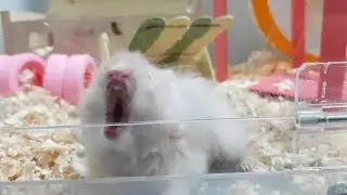 The Scream Hamster /Hamster meme