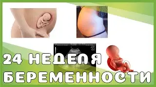 24 неделя беременности: изменения у мамы и малыша, выделения, секс, ощущения, рекомендации