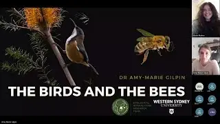 Birds Meet: The Bees
