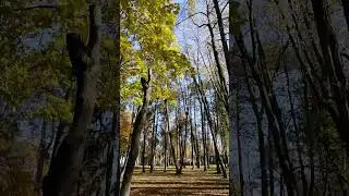 Осень в центральном парке города Раменское  #trips #путешествие