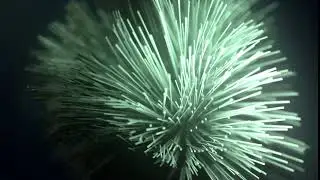 Trapcode TAO - A Virus