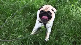 Pug Mao breathing heavily