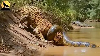 ANACONDA DEL AMAZONAS | El verdadero dominador no vence con mordidas | animales salvajes