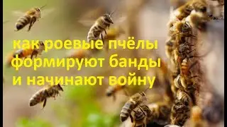 #Пчёлы