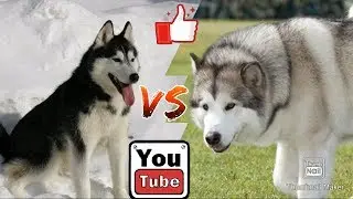 Аляскинский маламут против Хаски. Aleskan Malamute against Hysky.